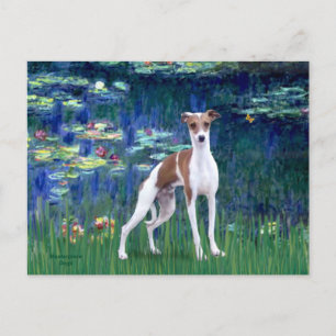 Lilies 5 - Italienischer Windhund Postkarte
