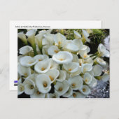 Lilies at Calla Lily Plantation, Taiwan Postkarte (Vorne/Hinten)