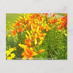 Lilies at Highland Park Fountain, Pittsburgh PA Postkarte