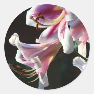 Lilies Aufkleber Pink Lily Blume Sommer Florals