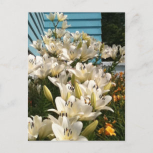 Lilies Blume Grüne Blätter Postkarten