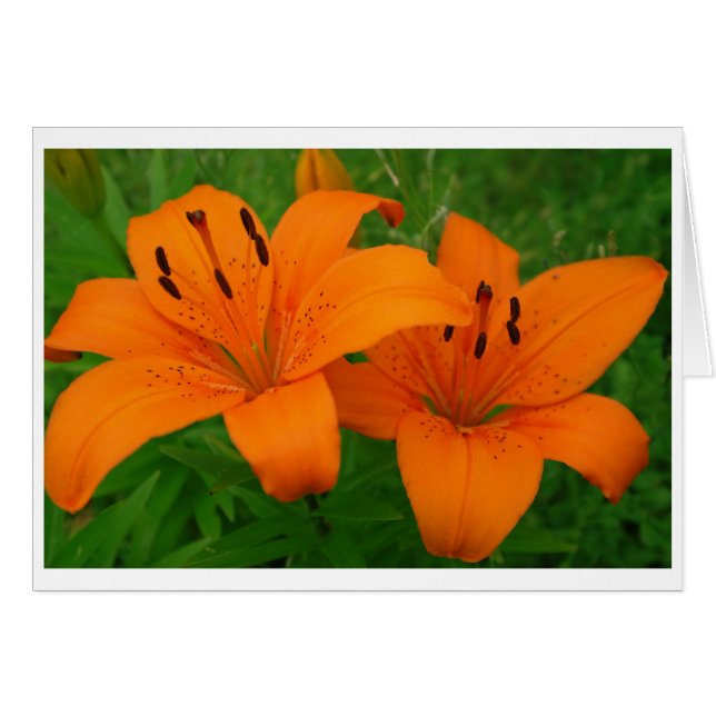 Lilies Card (Vorderseite (Horizontal))