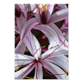 Lilies Fotodruck (Vorne)