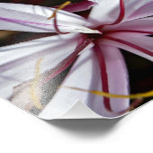 Lilies Fotodruck (Ecke)