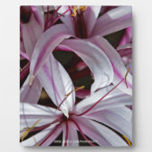 Lilies Fotoplatte (Vorderseite)