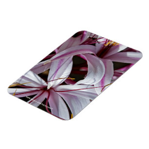 Lilies Magnet
