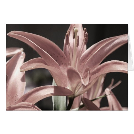 Lilies-Mute Tones von Shirley Taylor (Vorderseite (Horizontal))