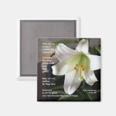 Lilies of the Field - Magnet (Vorderseite/Rückseite)