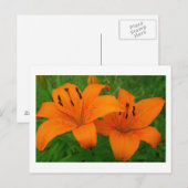 Lilies Postcard Postkarte (Vorne/Hinten)