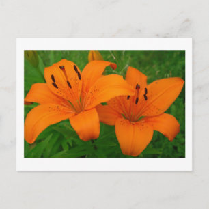 Lilies Postcard Postkarte