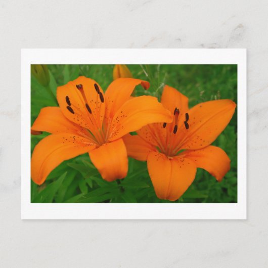 Lilies Postcard Postkarte (Vorderseite)
