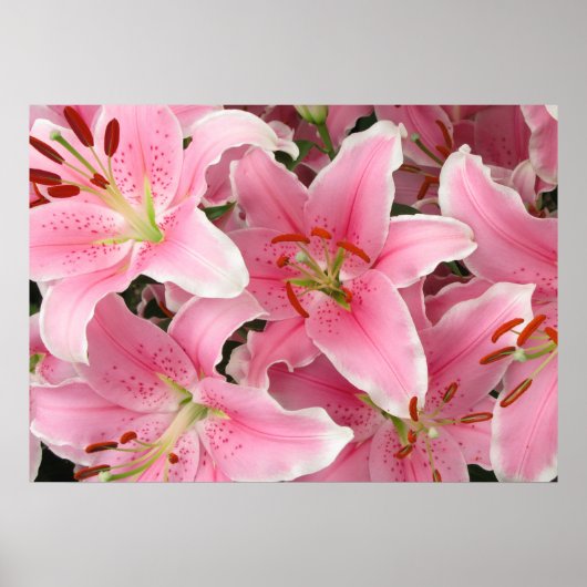 Lilies Poster (Vorne)