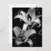 Lilies Postkarte (Vorne/Hinten)