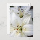 Lilies Postkarte (Vorne/Hinten)