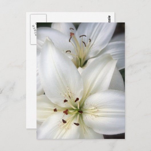 Lilies Postkarte (Vorne/Hinten)
