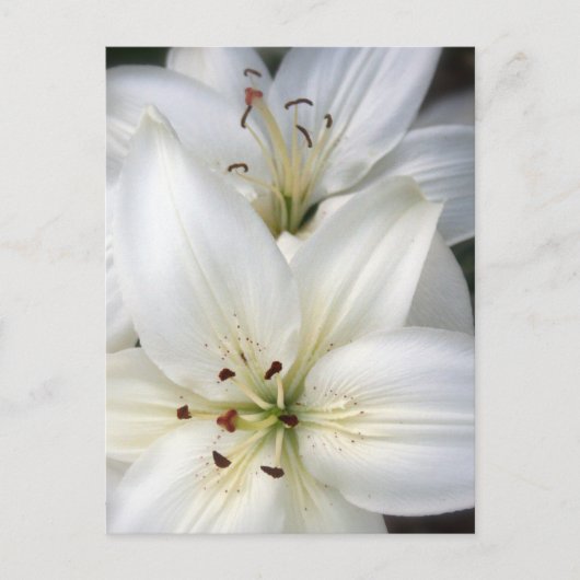 Lilies Postkarte (Vorderseite)