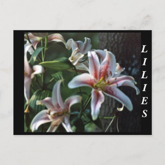 LILIES POSTKARTE