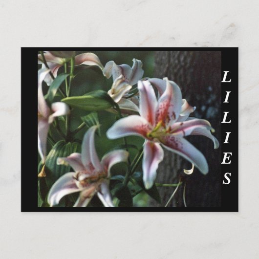 LILIES POSTKARTE (Vorderseite)
