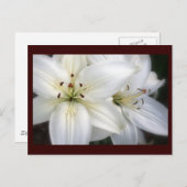 Lilies Postkarte (Vorne/Hinten)
