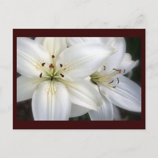 Lilies Postkarte (Vorderseite)