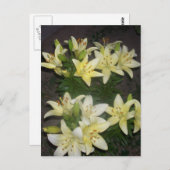 Lilies Postkarte (Vorne/Hinten)