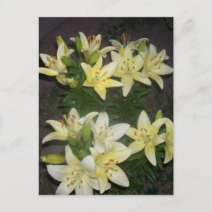 Lilies Postkarte