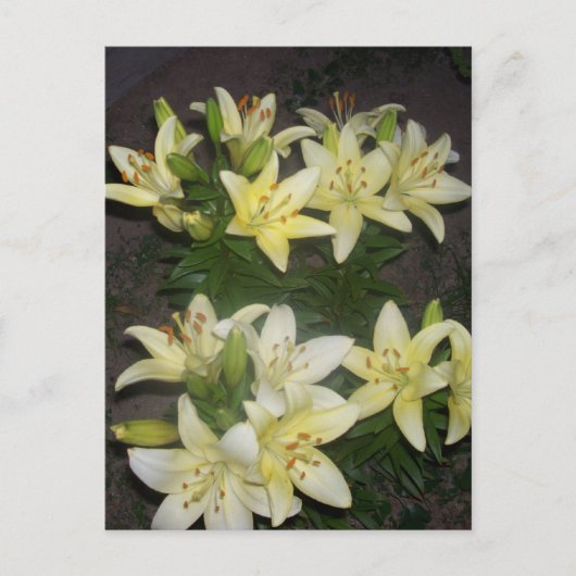 Lilies Postkarte (Vorderseite)