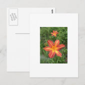 :Lilies Postkarte (Vorne/Hinten)