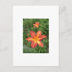 :Lilies Postkarte
