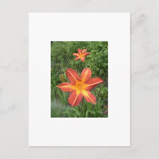 :Lilies Postkarte (Vorderseite)
