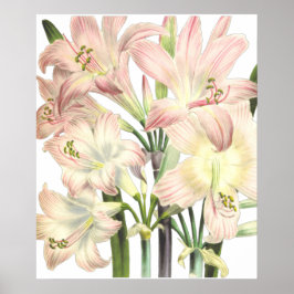 Lilies Print von Pierre-Joseph Redouté Poster