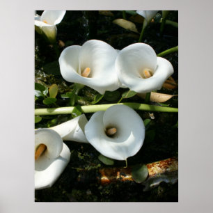 Lilies wachsen in Calla Lily Plantation, Taiwan Poster
