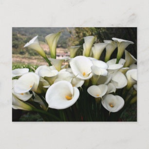 Lilies wachsen in Calla Lily Plantation, Taiwan Postkarte