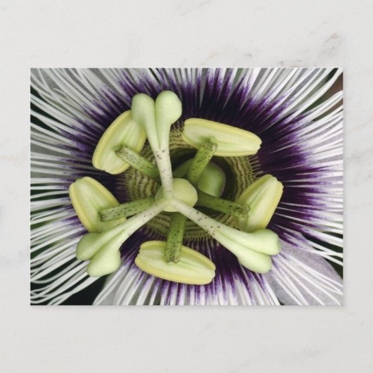 Lilikoi Blume Postkarte (Vorderseite)