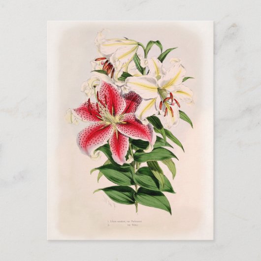 Lilium auratum postkarte (Vorderseite)