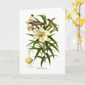 Lilium brownii karte (Gelbe Blume)