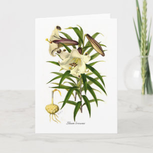 Lilium brownii karte