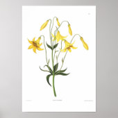 Lilium canadense poster (Vorne)