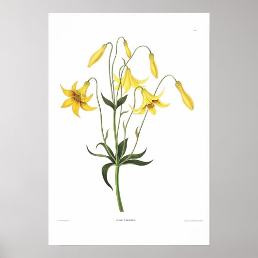 Lilium canadense poster (Vorne)