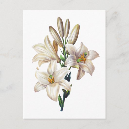 Lilium Candidum oder Madonna Livio Postkarte (Vorderseite)