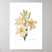 Lilium candidum poster (Vorne)