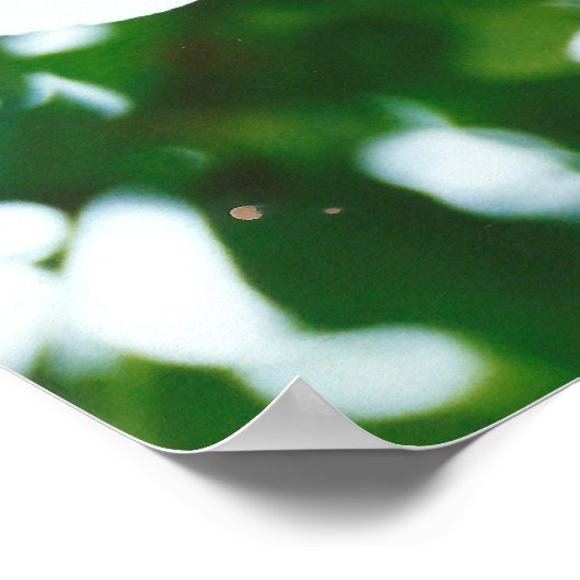 Lilium candidum Poster (Ecke)