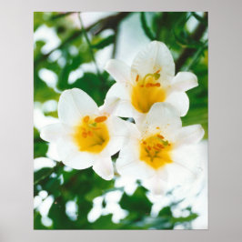 Lilium candidum Poster