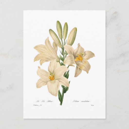 Lilium candidum postkarte (Vorderseite)