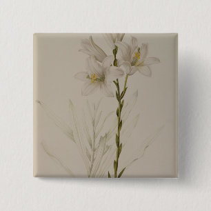 Lilium Candidum, von "Les Liliacees", 1807 Button