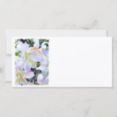 Lilium "Casa Blanca"[Flachleitkarte] 案 内 状 Ankündigung (Rückseite)