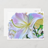 Lilium "Casa Blanca" Postkarte] ポ ス トド Postkarte (Vorne/Hinten)