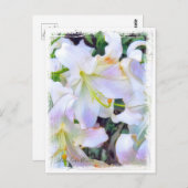 Lilium "Casa Blanca" Postkarte] ポ ス トド Postkarte (Vorne/Hinten)
