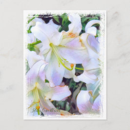 Lilium "Casa Blanca" Postkarte] ポ ス トド Postkarte