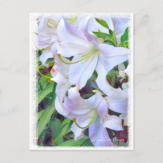 Lilium "Casa Blanca" Postkarte] ポ ス トド Postkarte (Vorderseite)